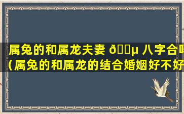 属兔的和属龙夫妻 🐵 八字合吗（属兔的和属龙的结合婚姻好不好）